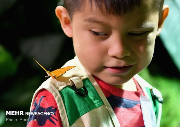 نمایشگاه پروانه ها در آمریکا‎