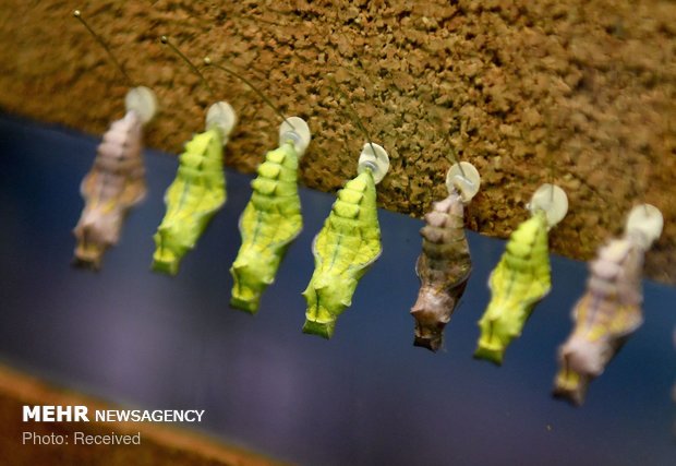 نمایشگاه پروانه ها در آمریکا‎