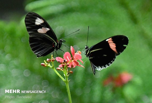 نمایشگاه پروانه ها در آمریکا‎