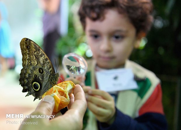 نمایشگاه پروانه ها در آمریکا‎