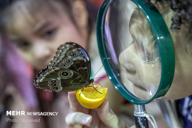 نمایشگاه پروانه ها در آمریکا‎