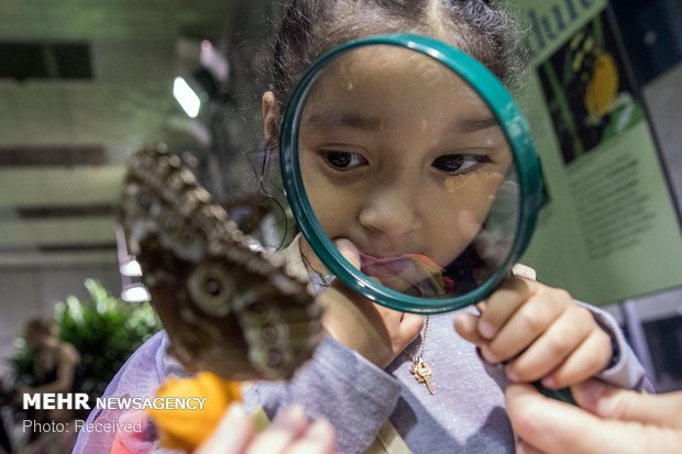 نمایشگاه پروانه ها در آمریکا‎