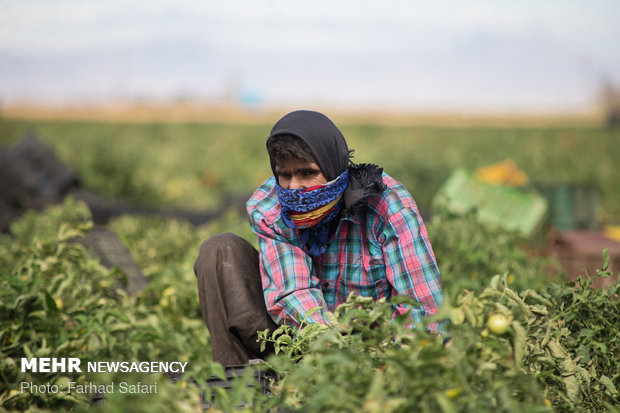 Harvesting tomatoes in Qazvin plain