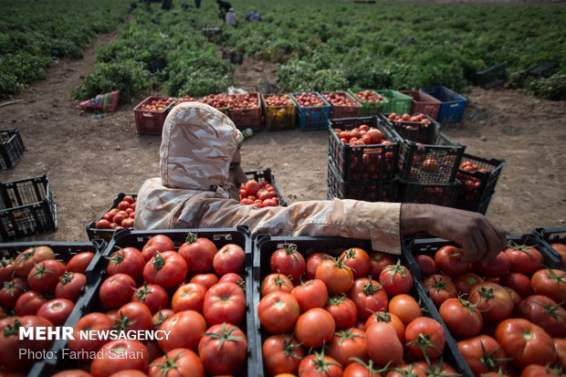 Harvesting tomatoes in Qazvin plain