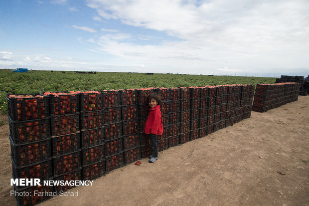 Harvesting tomatoes in Qazvin plain