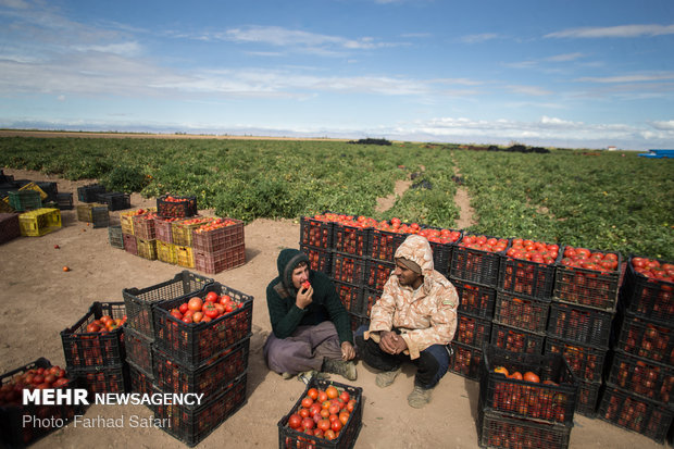 Harvesting tomatoes in Qazvin plain