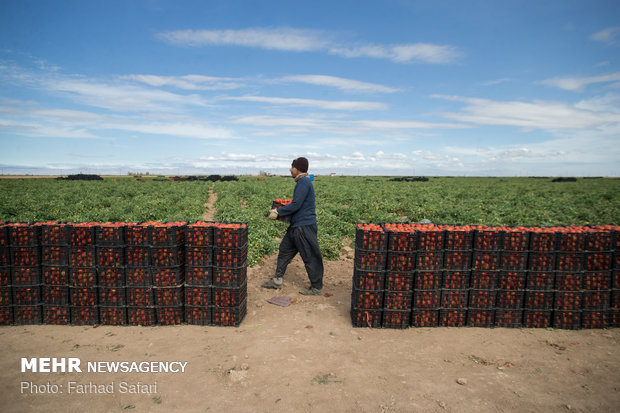 Harvesting tomatoes in Qazvin plain