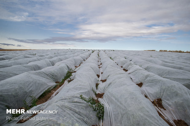 Harvesting tomatoes in Qazvin plain