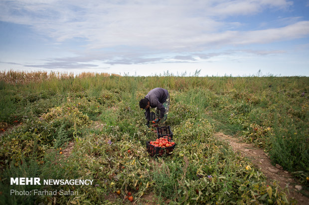 Harvesting tomatoes in Qazvin plain