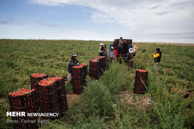 دشت قزوین میں ٹماٹر اکٹھا کرنے کی فصل کا آغاز