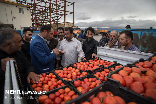 Harvesting tomatoes in Qazvin plain