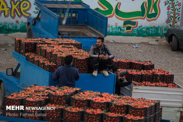 برداشت گوجه فرنگی در دشت قزوین