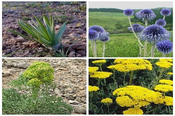۲۵۰ گونه گیاهان دارویی در استان قزوین شناسایی شده است