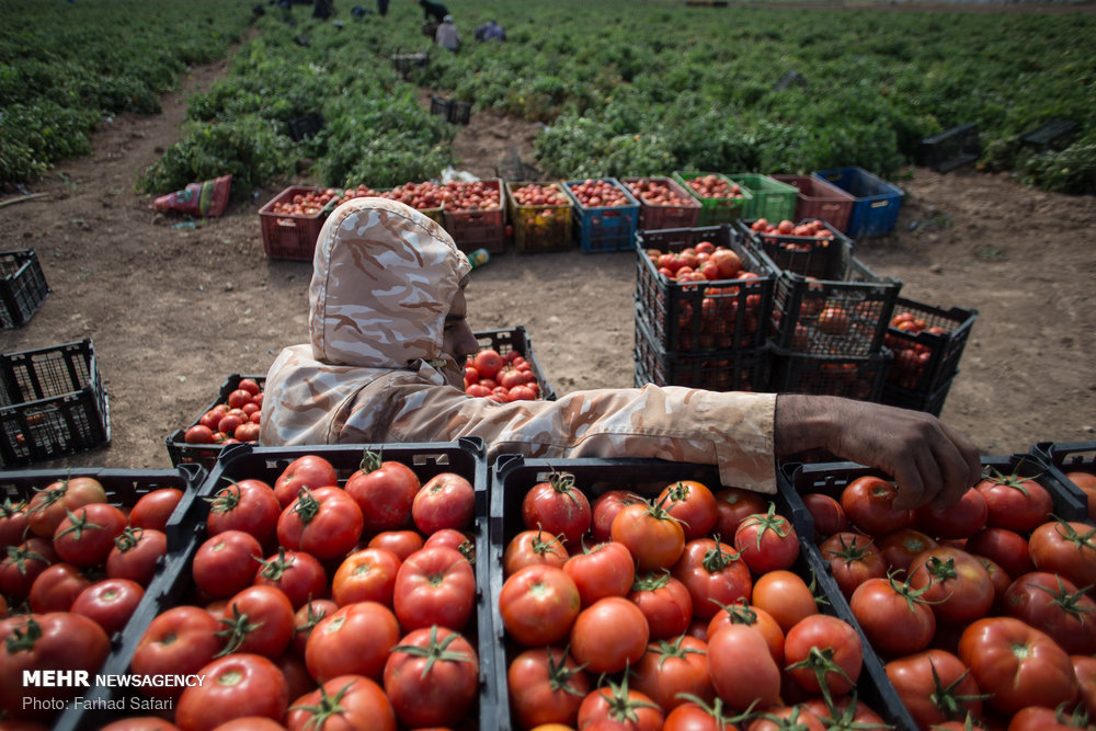 بسیاری از مشکلات در قطب تولید گوجه فرنگی باید حمایت شود/ باغداران بردخون