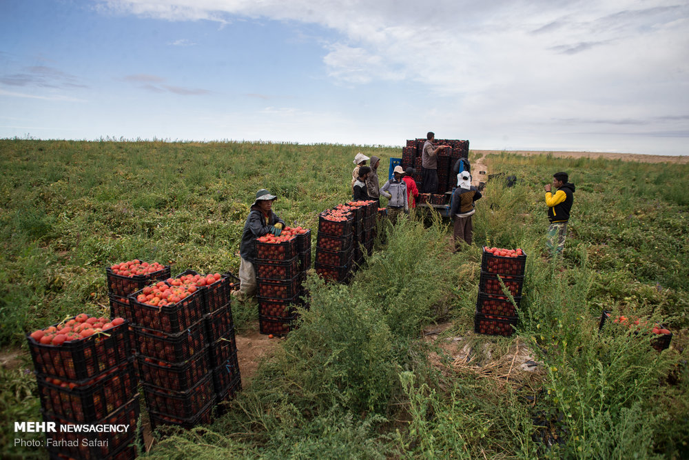 ۹۰ درصد مزارع گوجه فرنگی استان قزوین به روش قطره‌ای آبیاری می‌شود
