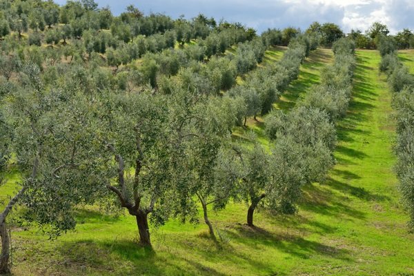 اراضی شیب‌دار گلستان؛ از کانون بحران تا موتور محرک اقتصاد
