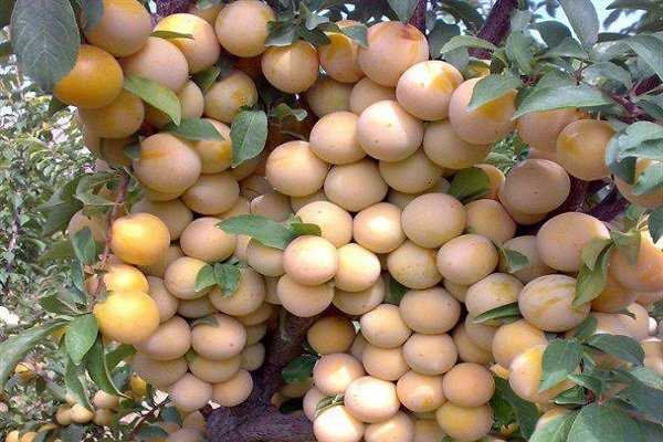 برداشت آلو از سطح باغات شهرستان بهار آغاز شد