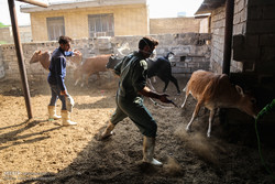 تاثیر خشکسالی‌ها در تشدید بیماری‌های دامی در اردبیل