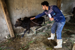 دام های سنگین آذربایجان غربی علیه بیماری بروسلوز واکسینه شدند