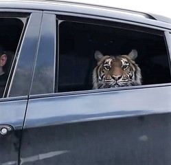 Iran outlaws private ownership of wild animals