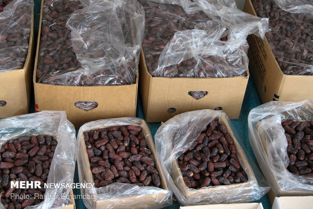Employment to boom in Hajiabad with start of harvesting ‘Piarom’ date 