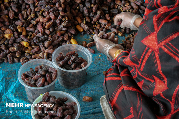 Employment to boom in Hajiabad with start of harvesting ‘Piarom’ date 