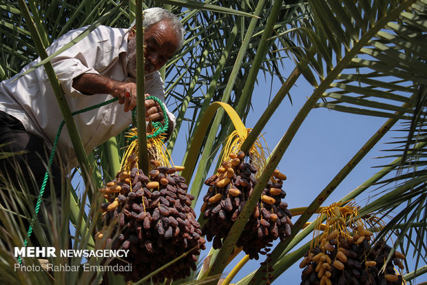 رونق اشتغال با آغاز برداشت تا بسته بندی خرمای پیارم در حاجی آباد