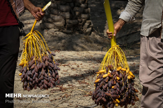 Employment to boom in Hajiabad with start of harvesting ‘Piarom’ date 