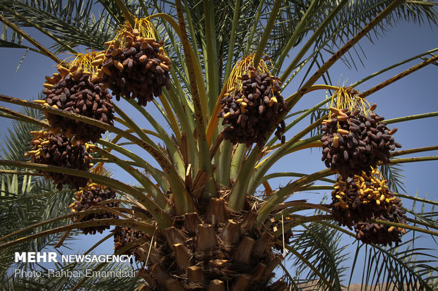 صادرات خرما مشمول عوارض گمرکی شد