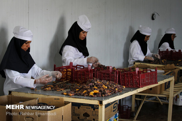 Employment to boom in Hajiabad with start of harvesting ‘Piarom’ date 