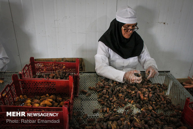 Employment to boom in Hajiabad with start of harvesting ‘Piarom’ date 