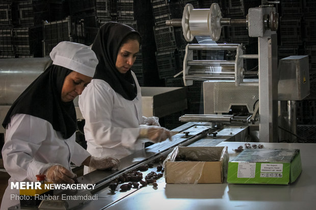 Employment to boom in Hajiabad with start of harvesting ‘Piarom’ date 