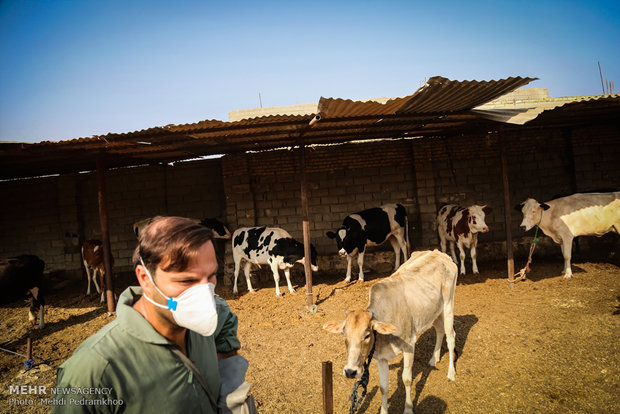 واکسیناسیون تب برفکی در روستای الباجی