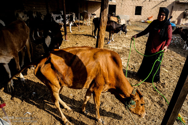 واکسیناسیون تب برفکی در روستای الباجی