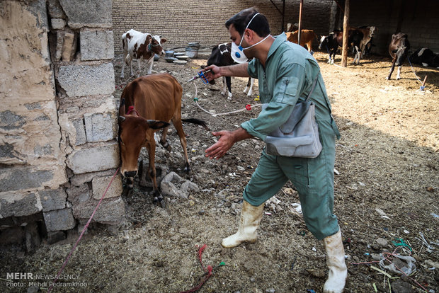 واکسیناسیون تب برفکی در روستای الباجی