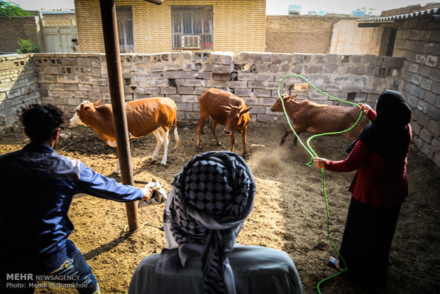 واکسیناسیون تب برفکی در روستای الباجی