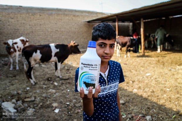 واکسیناسیون تب برفکی در روستای الباجی