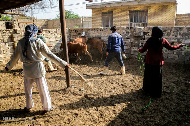 واکسیناسیون تب برفکی در روستای الباجی