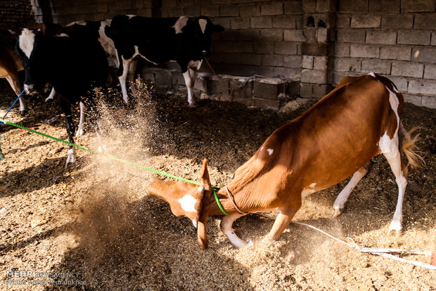 واکسیناسیون تب برفکی در روستای الباجی