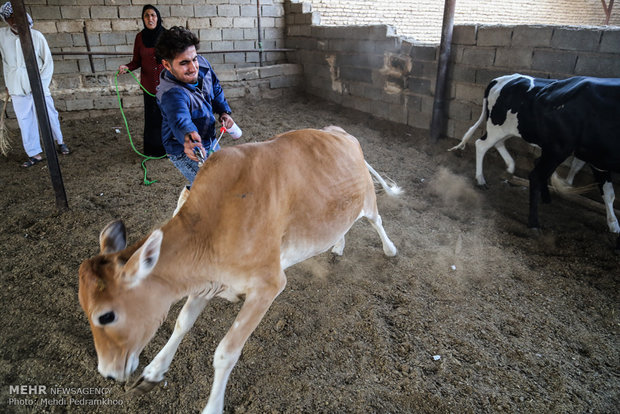 واکسیناسیون تب برفکی در روستای الباجی