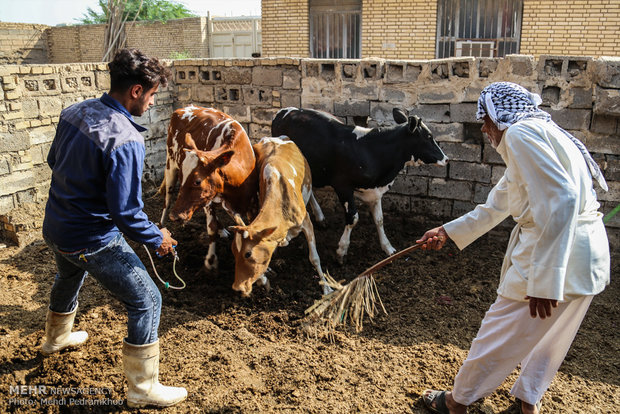 واکسیناسیون تب برفکی در روستای الباجی