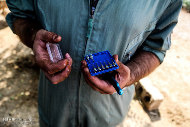 واکسیناسیون تب برفکی در روستای الباجی