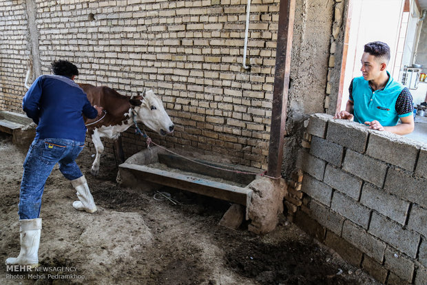 واکسیناسیون تب برفکی در روستای الباجی