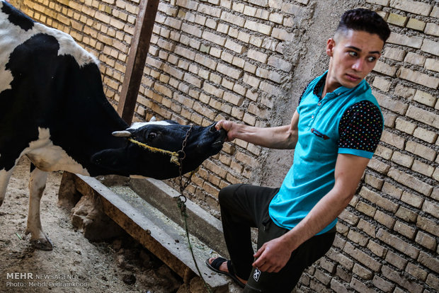 واکسیناسیون تب برفکی در روستای الباجی