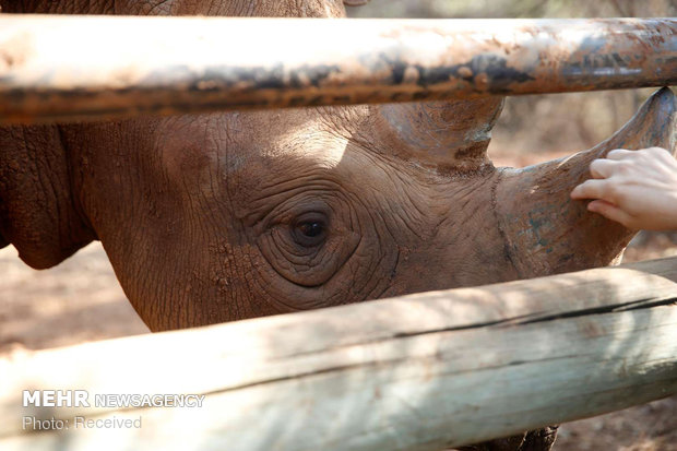 سفر به منطقه حفاظت شده گرومتی گامه تانزانیا