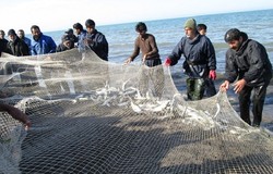 صید ۱۵۳۰ تن ماهیان استخوانی در نوار ساحلی گیلان / صیادی در لیست مشاغل سخت و زیان آور قرار می‌گیرد