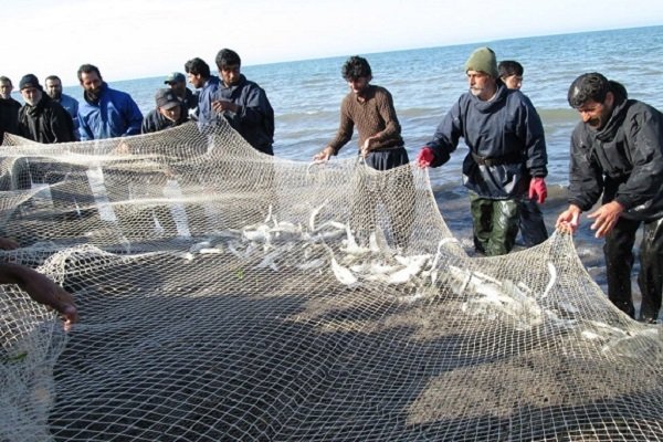 کاهش ۲۳درصدی صید ماهی در گیلان/ ۱۵۳۵ تن ماهی استخوانی صید شد