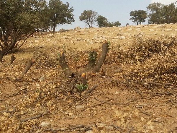بلوط‌هایی که «نان» می‌شود