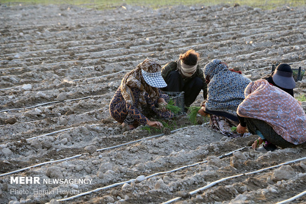 آغاز کشت صیفی و سبزی در مزارع کشاورزی هشت بندی هرمزگان