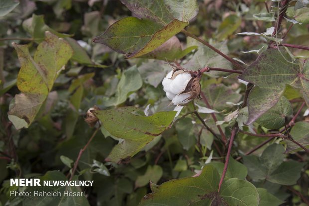 Harvesting cotton ball in Golestan province